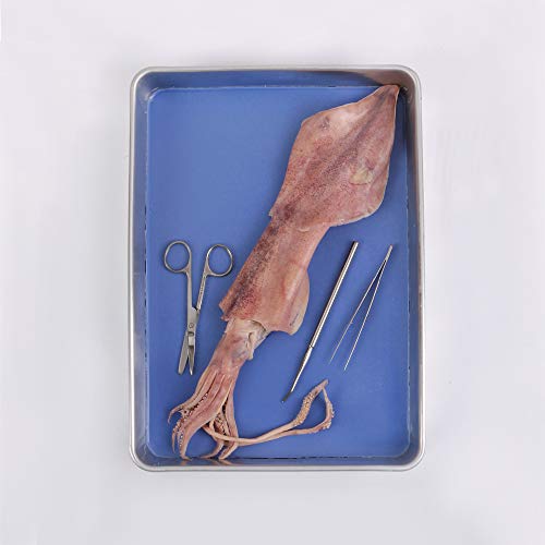 Carolina's Perfect Solution Squid, 12