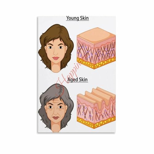 Skin Structure Aging Chart