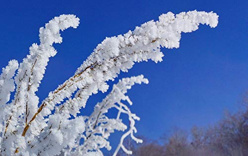Home Comforts Grass Leann Winter-20 Inch By 30 Inch Laminated Poster With Bright Colors And Vivid Imagery-Fits Perfectly In Many Attractive Frames