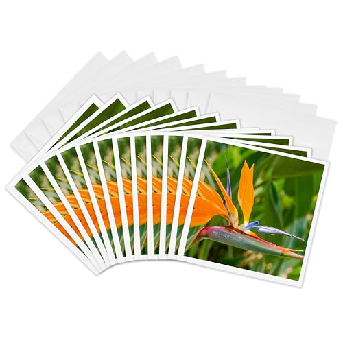 Cartes de vœux oiseau du paradis lot de 12 à offrir pour toutes les occasions