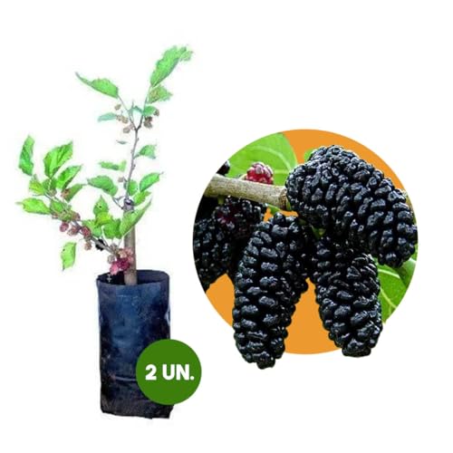 Kit com Mudas de Amora do Ébano e Amora Portuguesa Produtivas