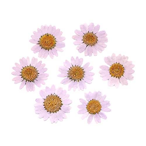 120 piezas flores secas naturales para manualidades miniatura 1
