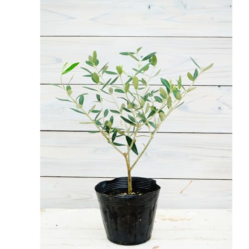 オリーブ ヨーロピアーナ ２年生苗 5寸 1株 寒さに強いオリーブ シンボルツリー はなみどりのサムネイル