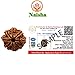 NAISHA 8 Mukhi Rudraksha Bead Necklace, 100% Certified & Original Eight-Faced Rudraksha Seed for Pooja/Prayer/Meditation