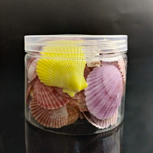 LUCKY BABY Colorful Scallop Shell Natural Seashell from Sea Beach Seashells for DIY Crafts Decor 1 Box (30 pcs) (CB)