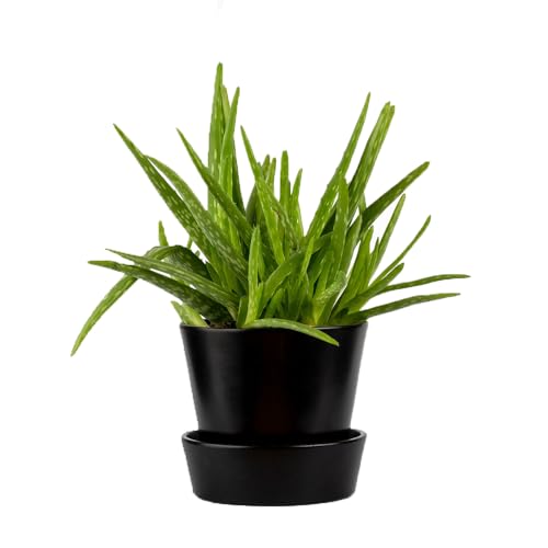Acquista pianta di aloe vera - 300 pezzi di semi succulenti piante da casa vere, piante da interno per cactus da soggiorno, piante verdi piante da casa piante esotiche, semi biologici aiuola per