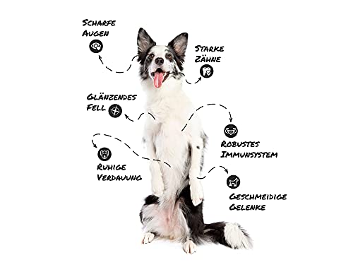 Sollis Hundefutter Nassfutter für Hunde | 0% Getreide | 0% Zucker | Natur pur in verschiedenen Sorten & Größen (Klassik Mix, 24x200g)