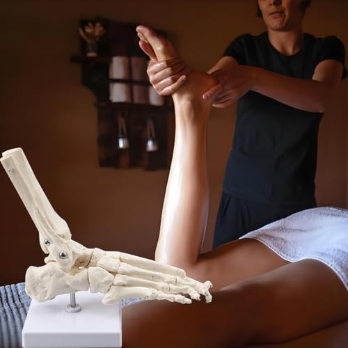 Image of Human Foot and Ankle Model Life Size Medical Anatomy Foot and Skeleton Model W /Tibia Fibula,Left,Fully Articulated for Medical Lectures & Science Study | W /Tibia Fibula,right,Fully Articulated for Medical Lectures ,Science Study and Decoration