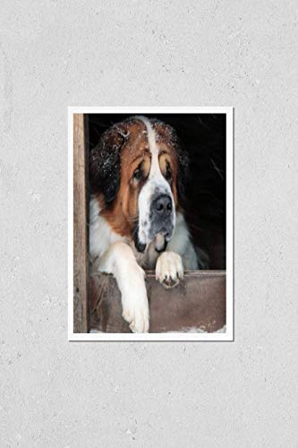 HardPress Wall Art Poster Print of Dog Took Shelter from The Snow in a Box