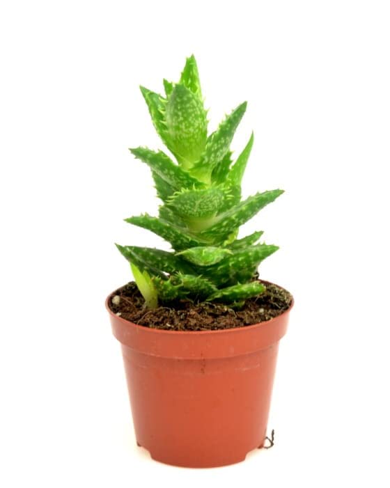 DIXIESTORE Aloe Squarrosa Pflanze - Echte Topfsukkulente - Luftreinigend - Lebende Dekorative Topfpflanze - Leicht zu pflegen - Topfdurchmesser 8cm