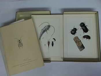 Sammlung Naturkundlicher Tafeln - Mitteleuropäische Insekten