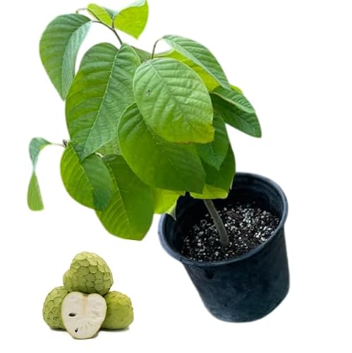 1 Potted Cherimoya Tree Live Plant Custard Apple Tree Tropical Fruit Plant Sugar Apples Shurb 8-12 Inch Tall a Half Gallon, Fragrant Fowers, No Ship CA