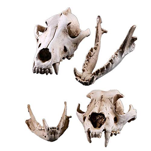Sjdopulse Coyote Dog Skull Model Resin Wolf Skull Replica Head Model Figurine Collection Bar Tabletop Craft Ornament Decor