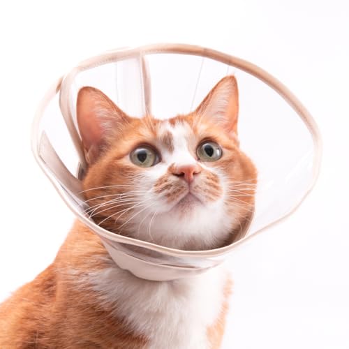 ۂۂ˂ yď_炩LpGUxXJ[ EǍDE\tgEyʃ^CvE{ (LTCY)