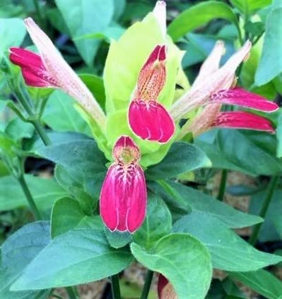 Great Houseplant and Flower Basket Plants, Live Fruit Cocktail Shrimp Starter Plant