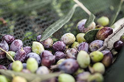 KORRES OLIVE & POMEGRANATE - Gel doccia vegano