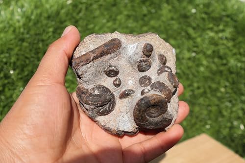 Image of Ammonite Fossil Natural Platyclymenia & Goniatites & Orthoceras Plate Fossil Devonian Fossil from Morocco A120