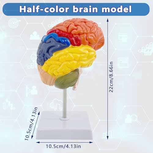 Image of Life-Size Human Brain Anatomical Model,Color-Coded Partitioned Half Brain for Student Study,Teaching Demonstration and Medical Education Display