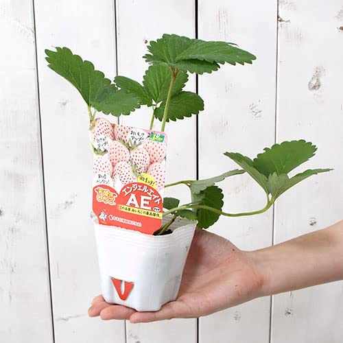 《一時非表示》（観葉植物）野菜苗 イチゴ 天使のいちご エンジェルエイト ３号（１ポット） 家庭菜園 いちご苗 北海道冬季発送不可