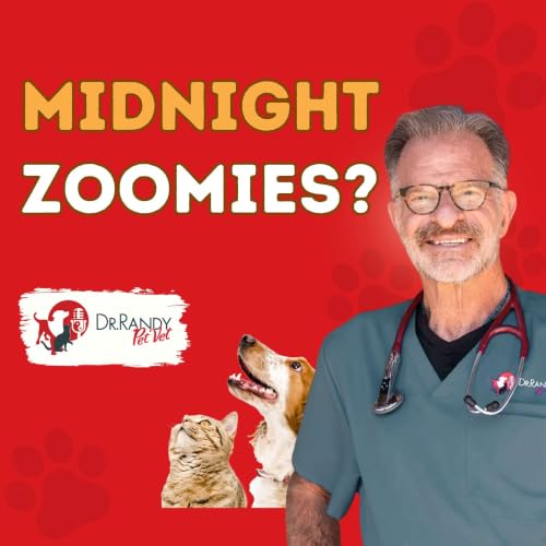 Why Your Cat Has the "Midnight Zoomies" (And How to Stop It)