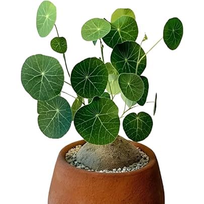 Image of Lucky Coin Chinese Money Plant, Green Indoor Houseplant with Air Purifying Benefits, 15cm Potted Plant for Home Office Decor A.