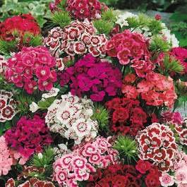 Radha Krishna Agriculture Flowers Seeds Dianthus Flower Mix Colour Seeds F1 Hybrid Seeds Pack (B07WC83DV4) Amazon Price History, Amazon Price Tracker