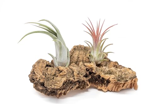 Air Plant Shop Small Tabletop Cork Bark Display with 2 Tillandsia Air Plants - Wholesale and Bulk - Succulents - Live Tillandsia - Easy Care Indoor and Outdoor House Plants