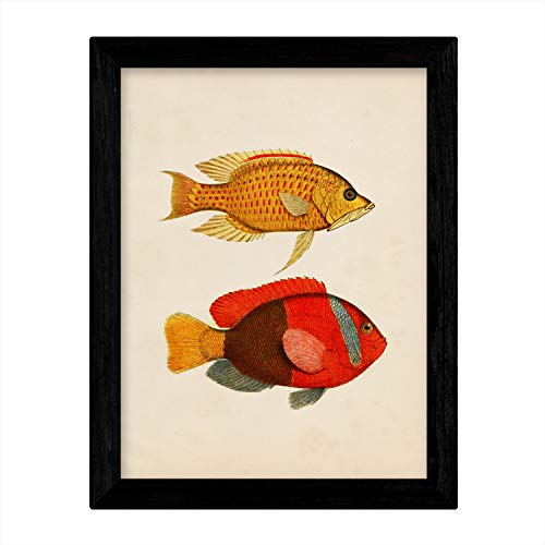 Affiches poisson coloré vintage Maldives Nacnic A3 x4