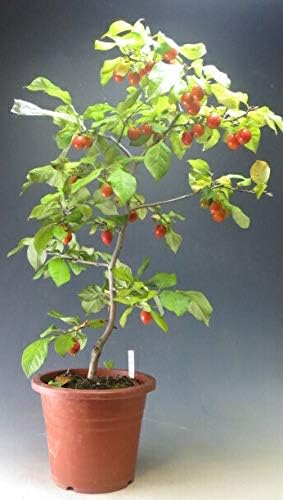 Amazon 盆栽 姫柿 実付き 老爺柿 ローヤガキ 清姫 中丸実 の苗木 現品 花 観葉植物 フラワーギフト オンライン通販