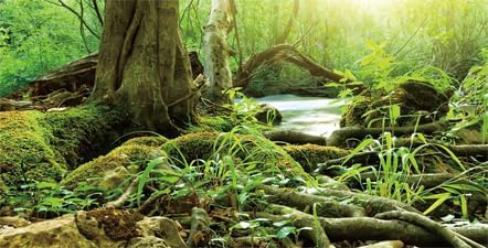 Image of 72X24IN Natural Green Forest Tree Background Reptile Habitat Terrarium Background, Tropical Forest Decor Aquarium Background, with 10 EVA Double-Sided