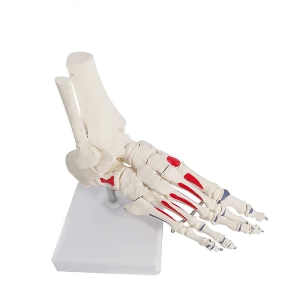 Modelo de esqueleto de anatomía del pie, modelo de huesos y articulaciones del pie de tamaño natural, modelo de pie y tobillo humano con hueso de vástago 1 pieza