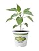 Bonnie Plants 2100 Green Sweet Bell Pepper Vegetable Plant