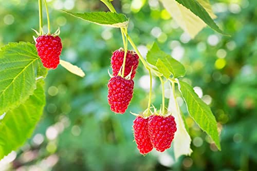 300 Pcs+ Red Raspberry Seeds - Organic Raspberry Friut Seeds For Planting Home Garden/Outdoor #TOP29