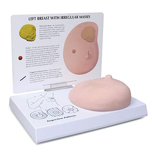 Breast Model | Human Body Anatomy Replica Of Breast W/Irregular Masses For Doctors Office Educational Tool | Gpi Anatomicals #TOP1