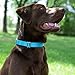Country Brook Petz - Martingale Dog Collar - Heavy-Duty Training Collar with No Buckle - Service Dog Collar for All Pups - 20 Vibrant Colors (Ice Blue, 3/8 Inch, 2XS)