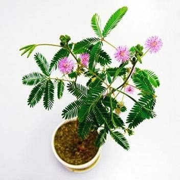 Leaf Gardening Mimosa Pudica, Touch me not, (Chui MUI) Live Plant (Chui MUI)