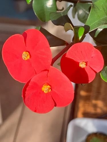 観葉植物 ハナキリン」の人気商品一覧 | 安い商品を通販サイトから探す