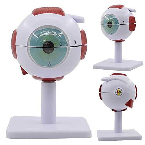 Modelo de enseñanza, modelo de anatomía del globo ocular Modelo 3D de globo ocular ampliado 3X con...