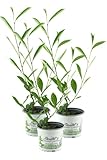 3er Set Aronia Vitaminbeere (Aronia arbutifolia)