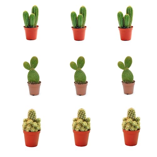 Pack 9 Cactus naturales con pinchos en Maceta de 5cm Kit Ahorro Plantas Naturales. Mix de 3 variedades