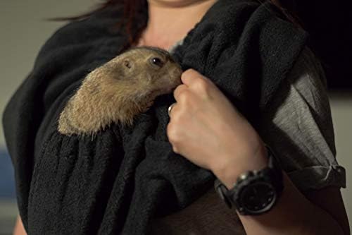 guinea pig sling carrier