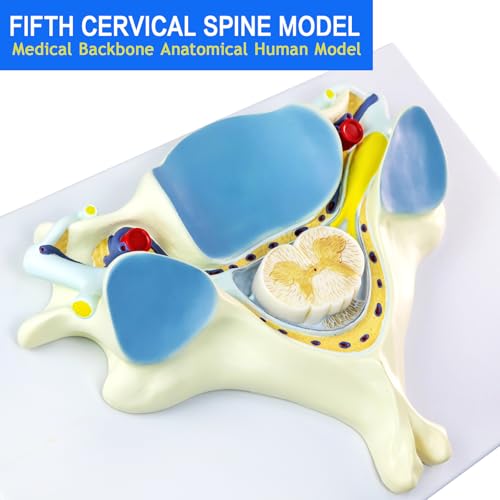 Image of EVOTECH SCIENTIFIC Enlarged Human Fifth Section Cervical Vertebra Anatomical Model with Spinal Cord, 7X Enlarged Transection Cervical Vertebra Model for Medical Learning Research Education Display