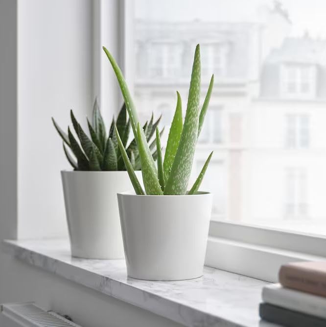"Aloe Vera & Money Plant combo  Indoor Plants, Feng Shui Good Luck &  Health Benefits, Ideal for Home,Office & Gifts" in plastic/ceramic pot  (Aloe ...