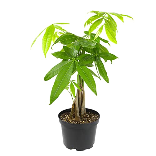 Altman Plants, Chinese Money Plant Decor, Money Tree Plant Indoor House Plants, Bonsai Tree Feng...