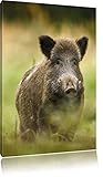 Pixxprint Wildschwein auf Wiese, Größe: 60x40cm, 