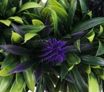 Boujee Blooms Artificial Hanging Heart Topiary Wreath in Purple Lavender, 40cm in Diameter, 35cm Length Chain - Image 8