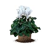 Live Cyclamen Plant, Hardy Cyclamen Flowers, 4 Inch Pot for Indoor Planting (White)