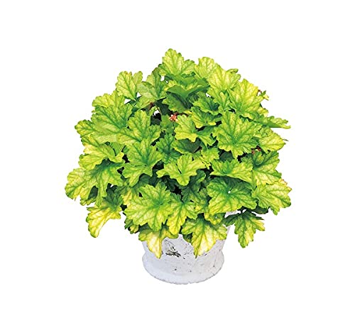 【花苗】ヒューケラ・ドルチェ フローズンマスカット 農林水産省品種登録 登録番号 INHEU10274のサムネイル