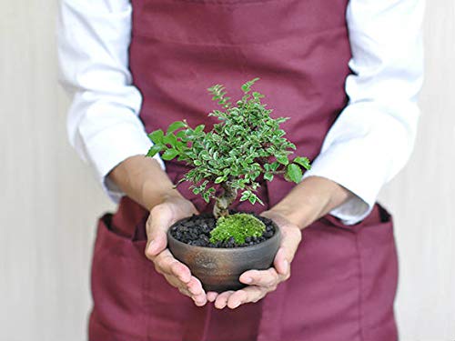 Amazon.co.jp: 盆栽妙 金芽八房けやき 欅 50231A1158 : DIY・工具
