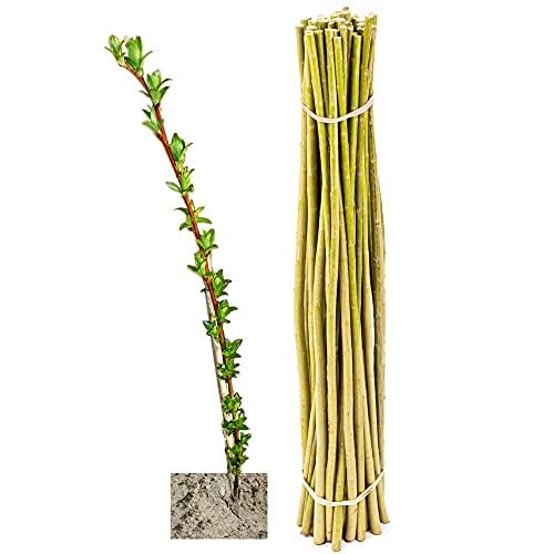 Weidenruten für Weiden-Häuser & -Bauten sowie Energieholz im Energiewald, Weidenbündel Kurzumtrieb/KUP, Salix viminalis-Züchtung - Weide, Korbweide, Strauchweide (10x Weideruten 100 cm)